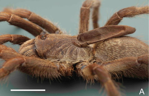 tarantula new